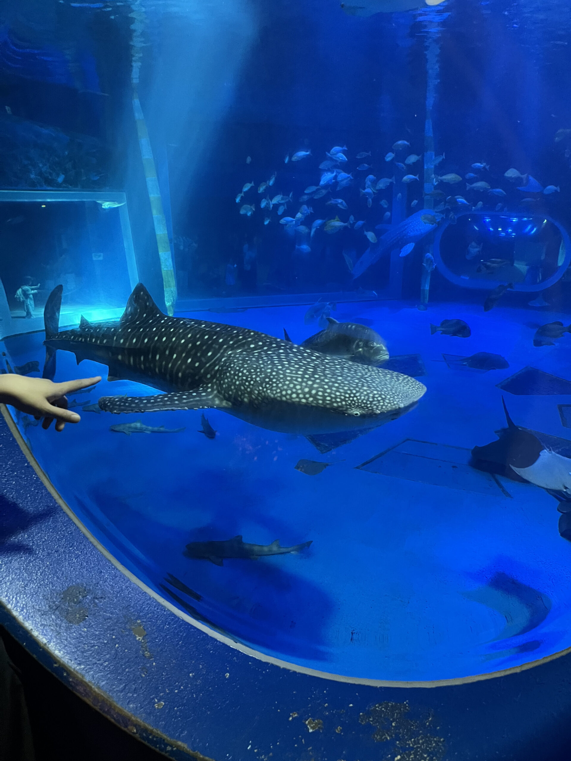 のとじま水族館、ジンベイザメの写真